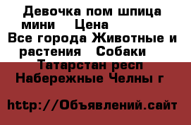 Девочка пом шпица мини  › Цена ­ 30 000 - Все города Животные и растения » Собаки   . Татарстан респ.,Набережные Челны г.